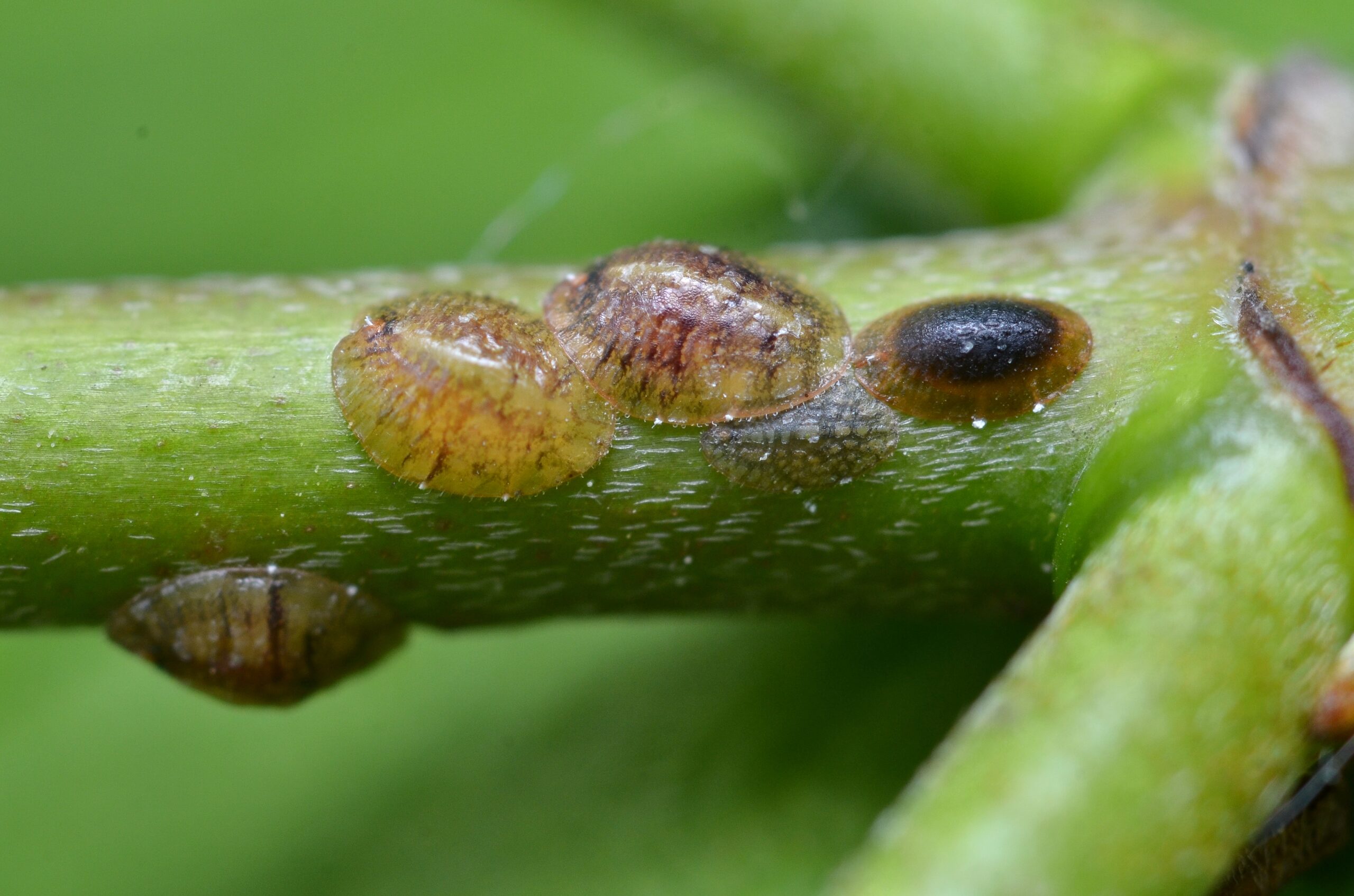 Black Pineleaf Scale Natural Enemies