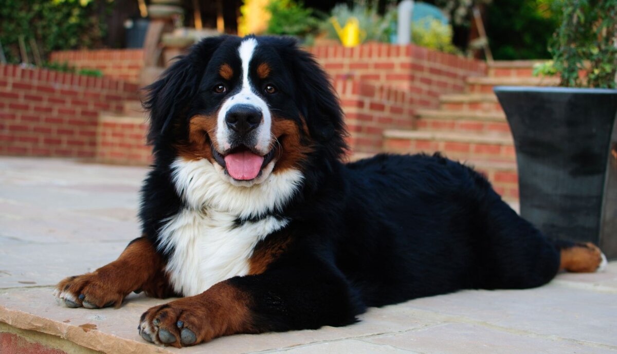 Top 30 Adorable Dog Breeds with the Cutest Puppies