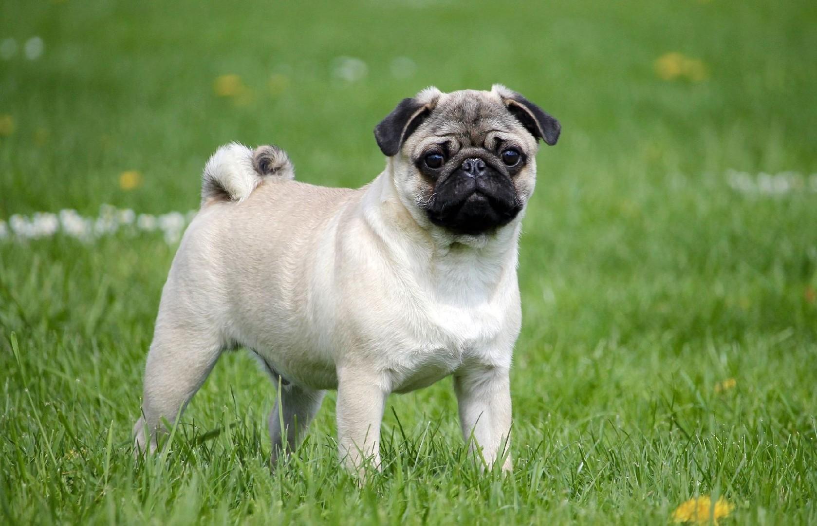 Top 30 Adorable Dog Breeds with the Cutest Puppies