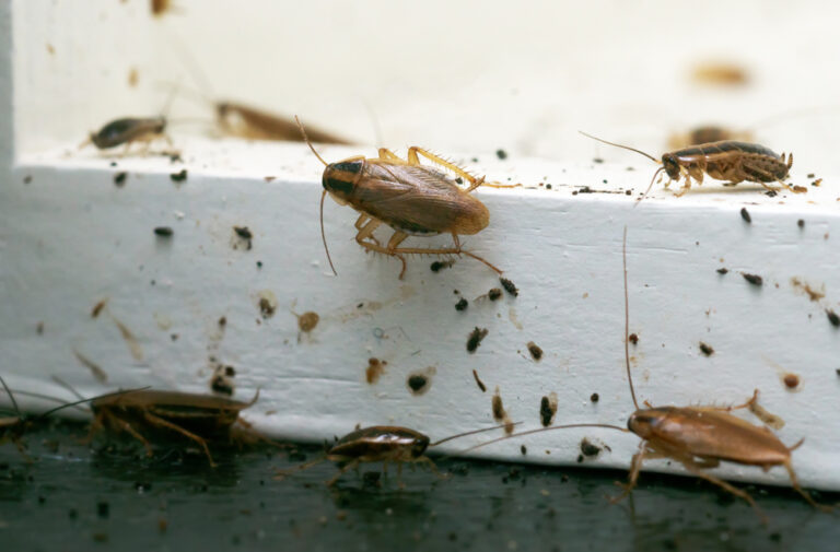 Cockroach Poop: What It Tells You About an Infestation