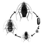 German Cockroach Life Cycle