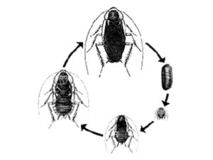 German Cockroach Life Cycle