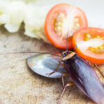 Types of Cockroaches in the Kitchen