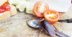 Types of Cockroaches in the Kitchen