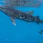 Oslob Whale Sharks and Their Relationship with Shark Suckers