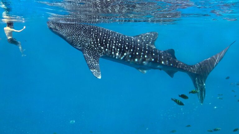 Oslob Whale Sharks and Their Relationship with Shark Suckers