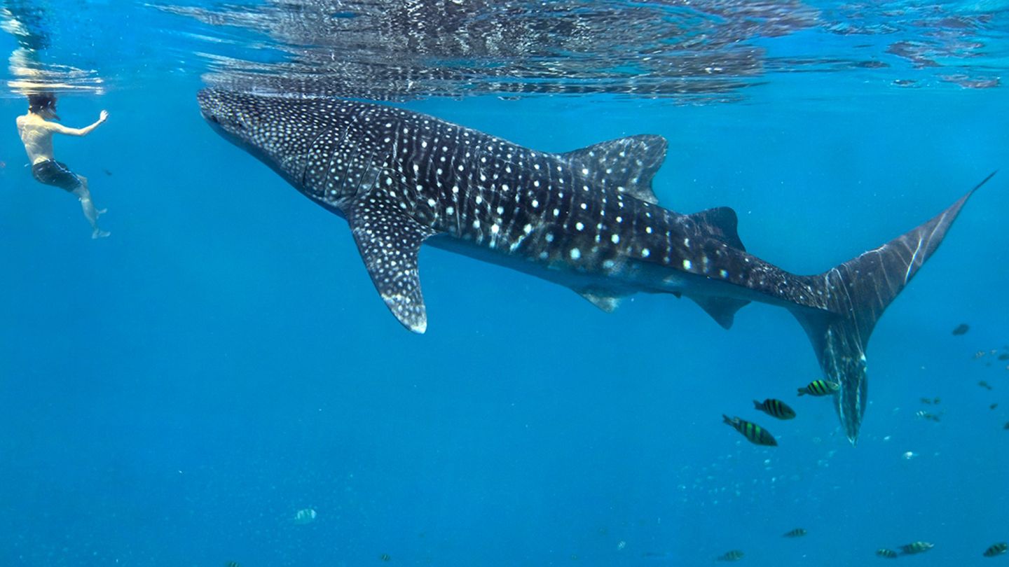 Oslob Whale Sharks and Their Relationship with Shark Suckers