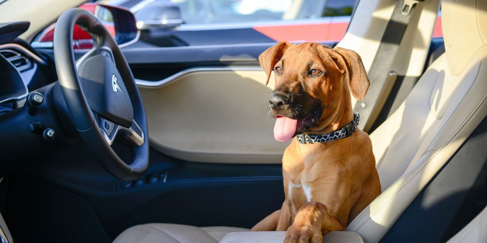 IcyBreeze: The Ultimate Solution to Keep Dogs Cool in the Car