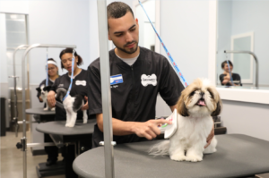 Dog Grooming Jobs Near Me: Finding a Rewarding Career in Pet Care