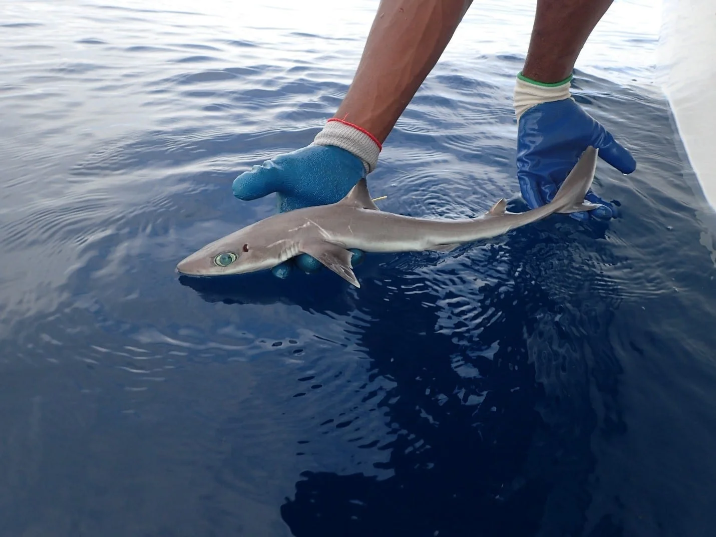 Do Chain Dogfish Sharks Live in Tidal Pools