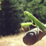 Are Praying Mantises Endangered?