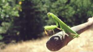 Are Praying Mantises Endangered?