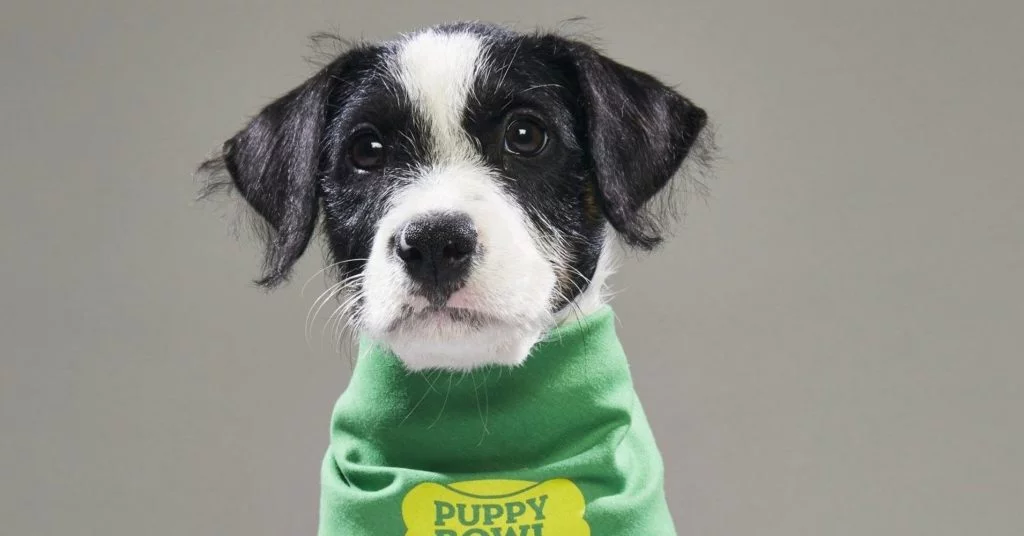 SweetPea Dog Puppy Bowl Review