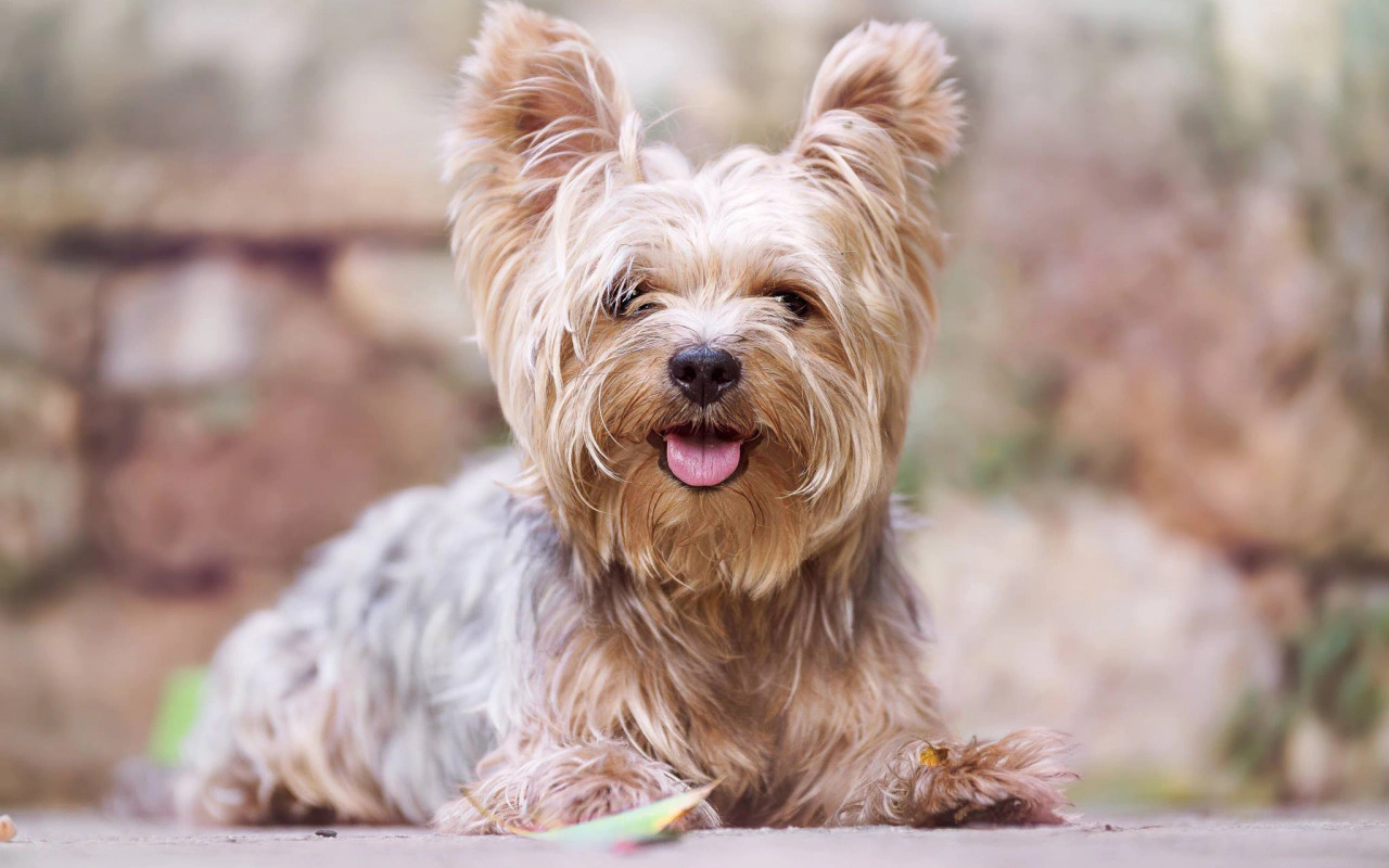 Top 30 Adorable Dog Breeds with the Cutest Puppies