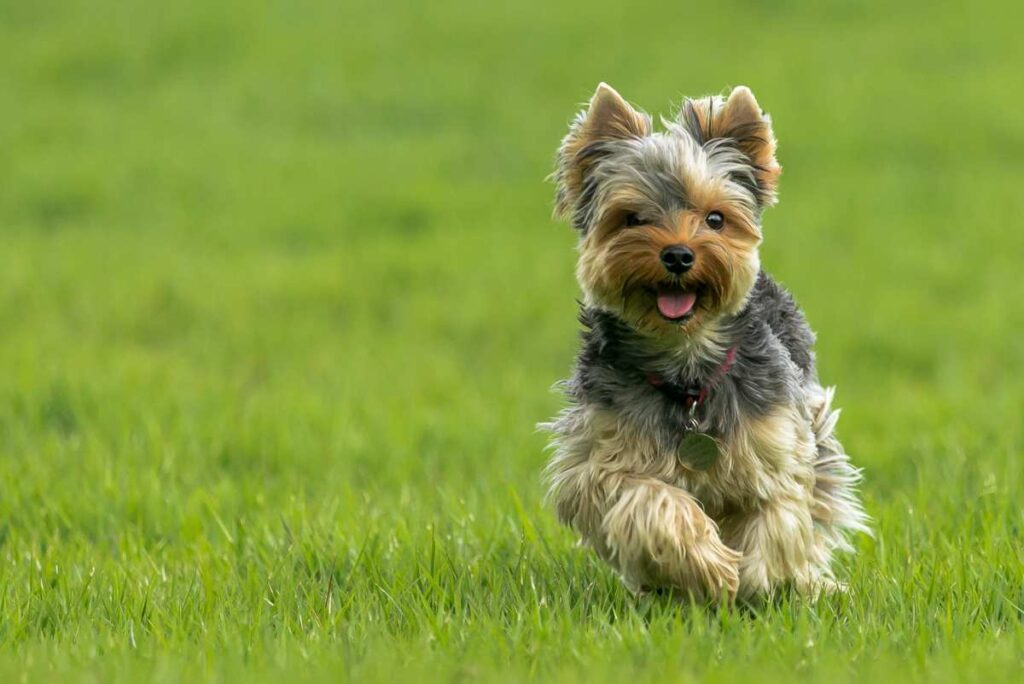 What Dog Could a Yorkie Beat?